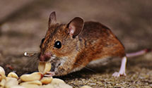 24 Hour & Emergency Exterminators in Kinney, MN